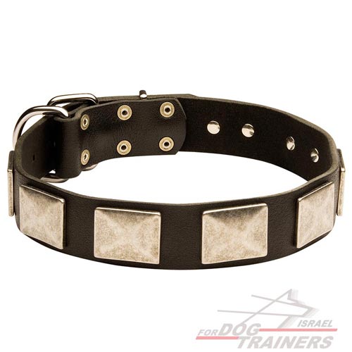 קולר לכלב מעור - מסוגנן כמו בסרטים