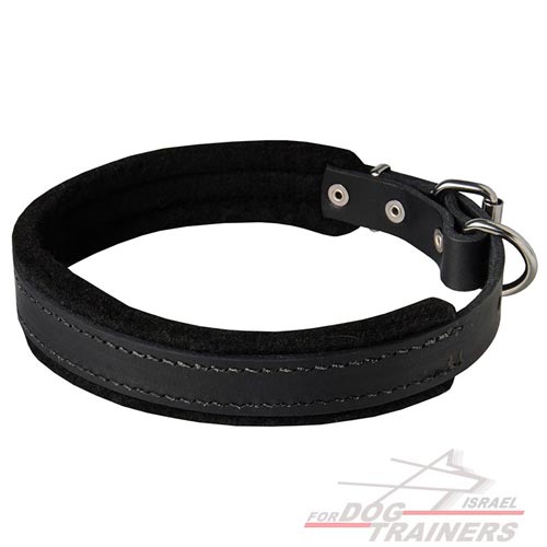 קולר לכלב מרופד מעור - ברוחב 2.5 ס"מ